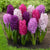 Hyacinth orientalis Fierce Mix blooming in a spring garden, featuring a berry-colored blend of purples and pinks.