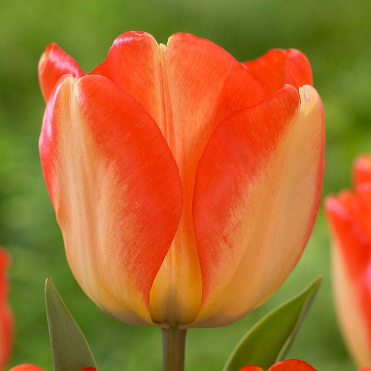 Single flower of Darwin hybrid tulip American Dream showing mature blossoms with pale yellow and orange petals.