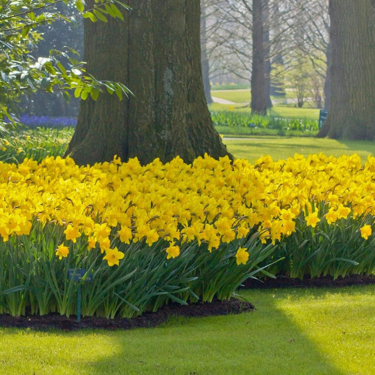 Daffodil Trumpet Dutch Master - Bulk Offer