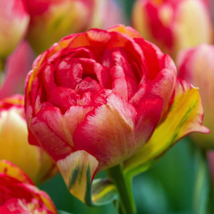 Single double flower of late blooming tulip Sundowner showing cherry red petals with yellow highlights.