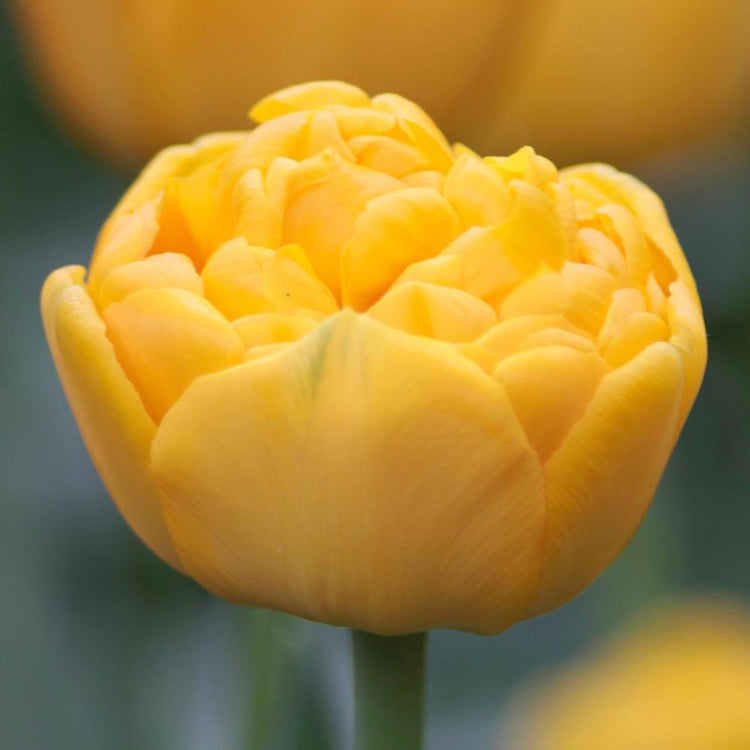 Tulip Double Late Yellow Pomponette