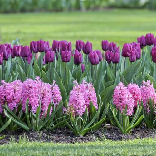 Hyacinth Pink Pearl & Tulip Negrita