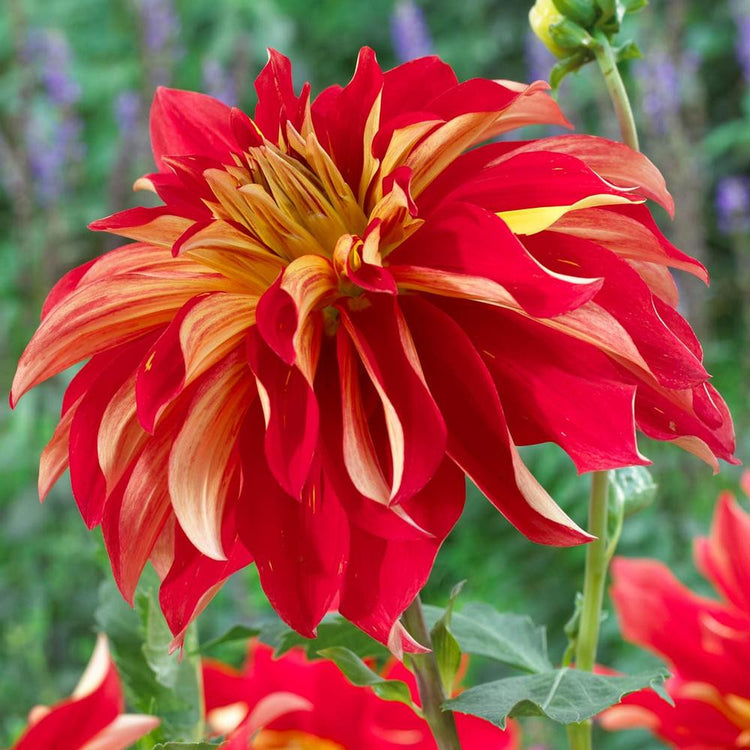 Dahlia Dinnerplate Nick Sr
