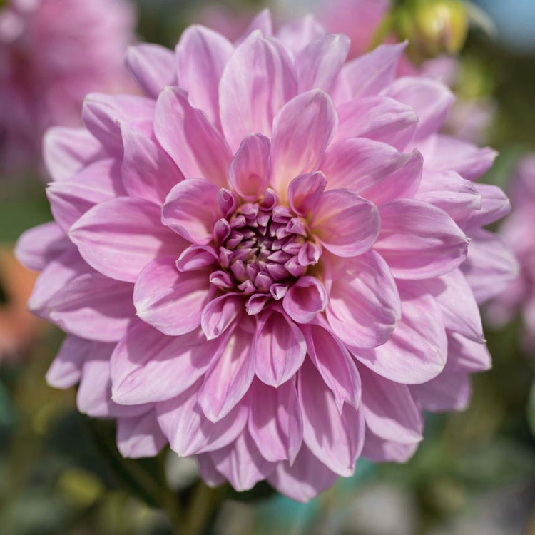 One large blossom of dinnerplate dahlia Lavender Perfection, showing this flower's enormous size and lavender-pink petals.