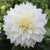 A single large blossom of the snow-white dinnerplate dahlia Fleurel.