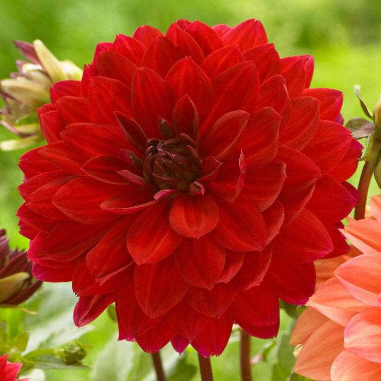 Dahlia Decorative Menorca