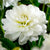 Side view of a single blossom of the pure white dahlia White Onesta, showing the flower's open form and pale yellow center.
