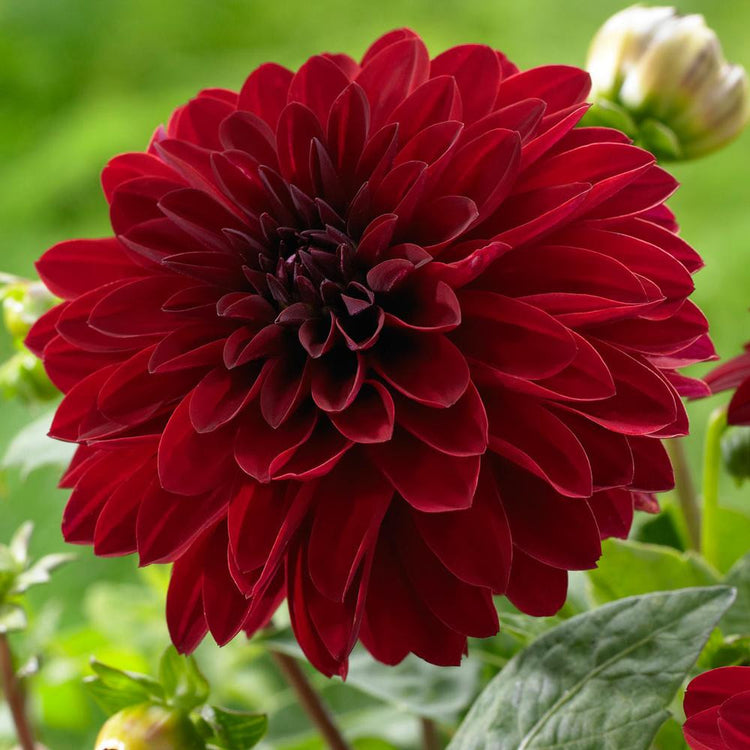 Dahlia Border Decorative Melody Mambo