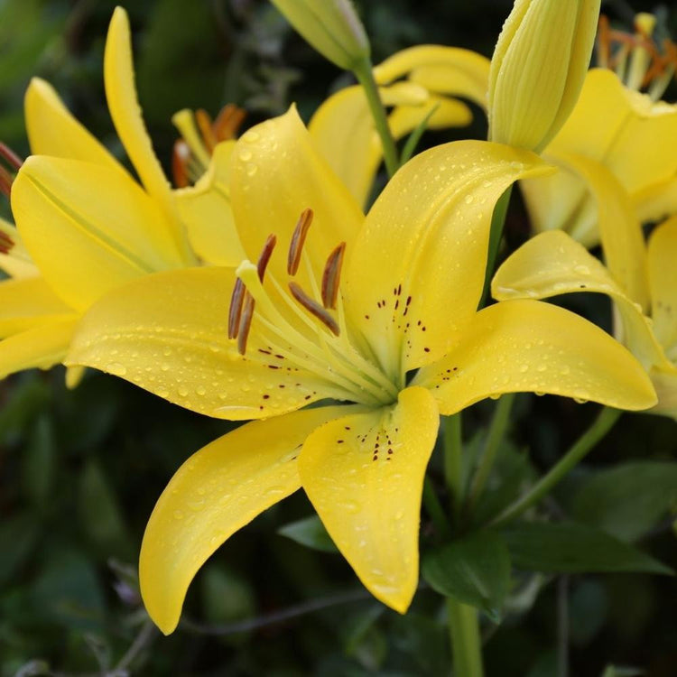 The large, sunny yellow flowers of Asiatic lily Yellow Diamond blooming in an early summer perennial garden.