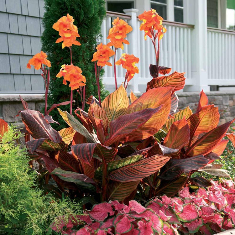 Canna Tall Tropicanna