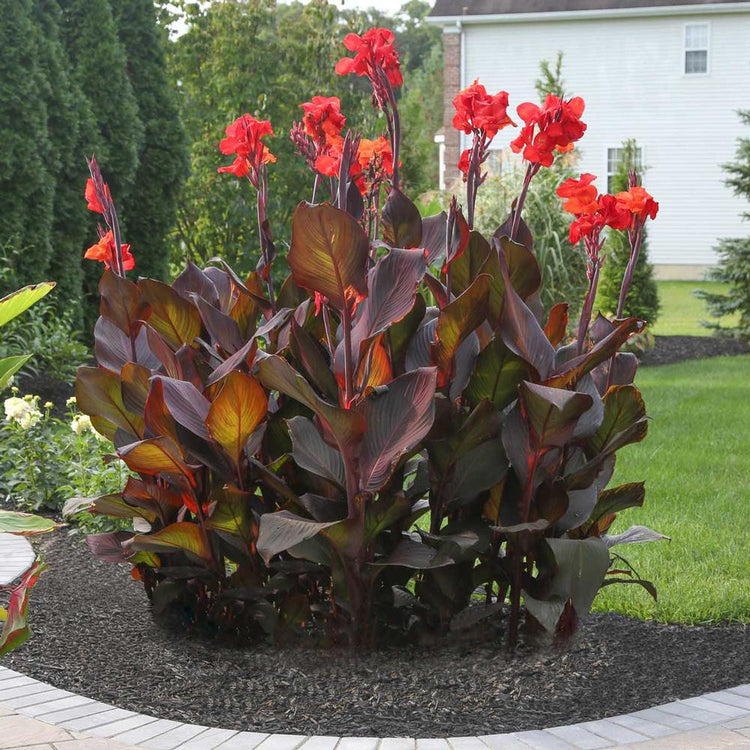 Canna Tall Tropicanna Black