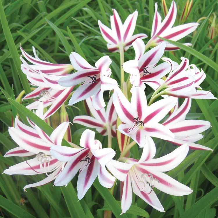 The white and pink striped flowers of crinum Peppermint, a fragrant, heat-tolerant summer bulb.