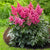 Astilbe Chinensis