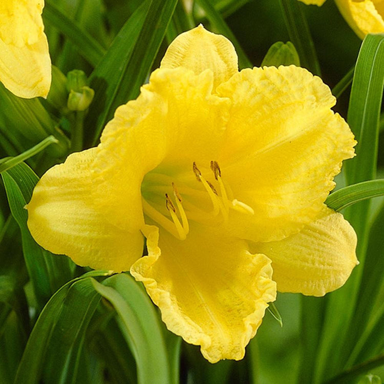 Daylily Rebloomer Stella de Oro