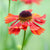 Helenium