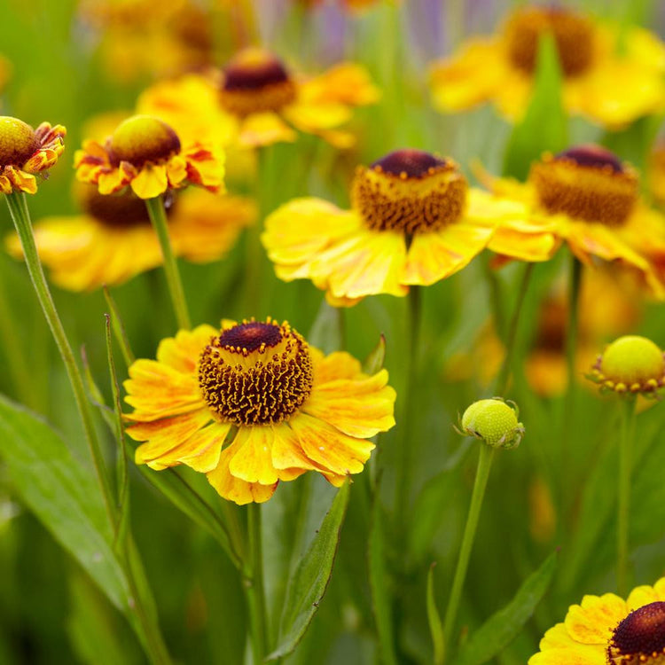 Helenium The Bishop