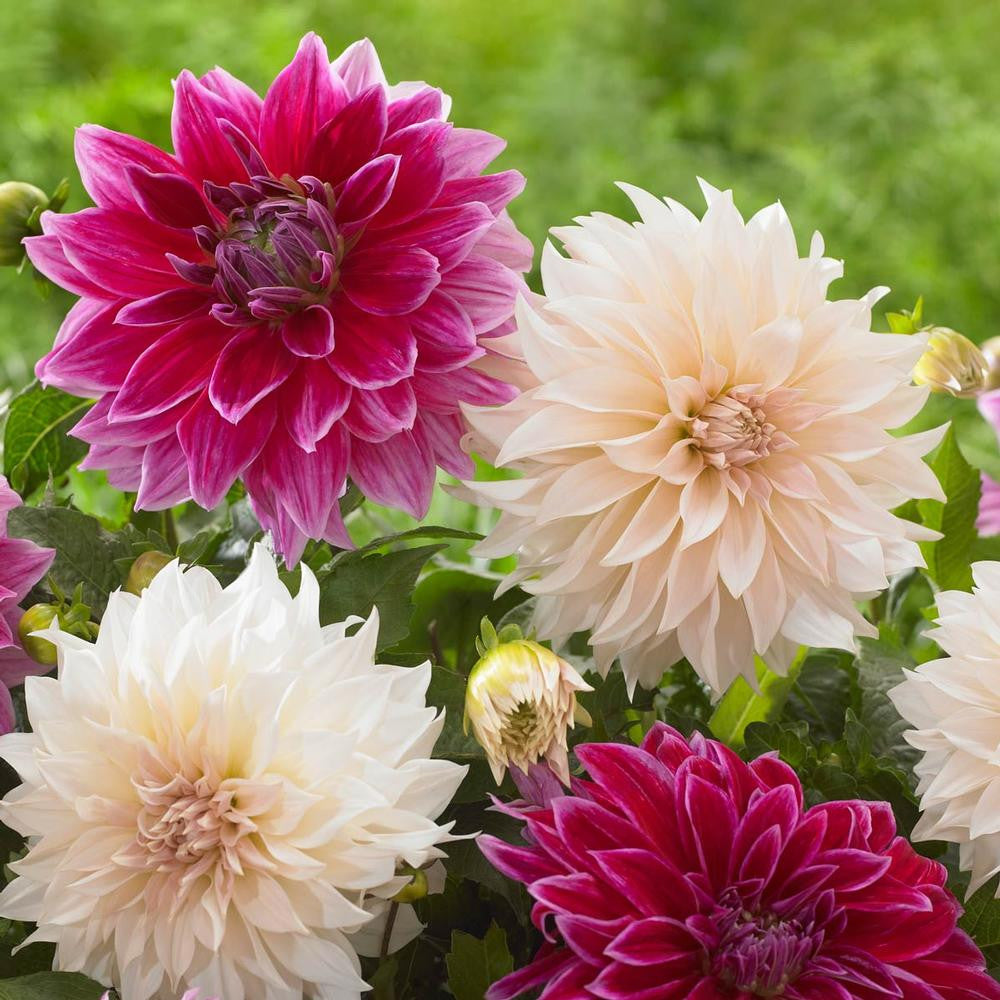 Dahlia Dinnerplate Cafe Au Lait & Mero Star - 4 tuber clumps