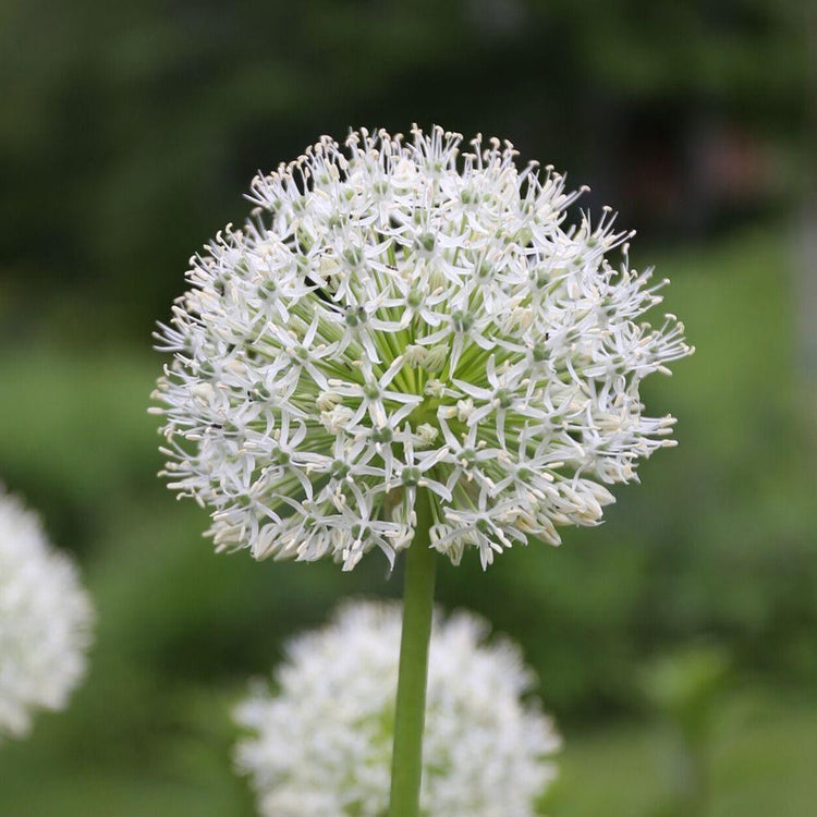 Allium Stipitatum Mount Everest