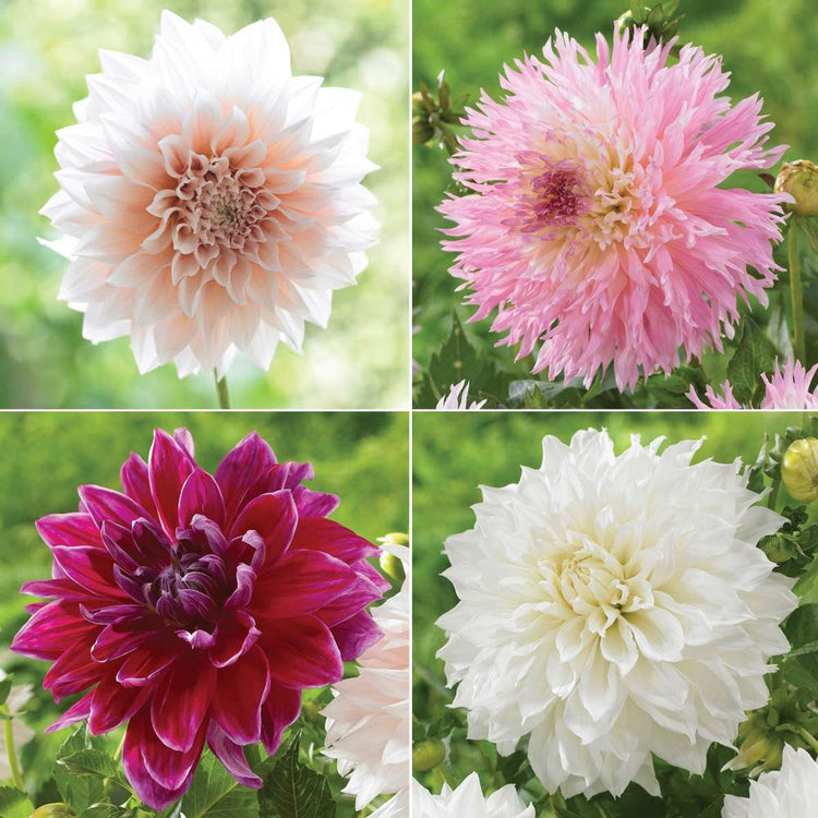 Dahlia Dinnerplate Big Blooming Collection