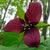 Trillium