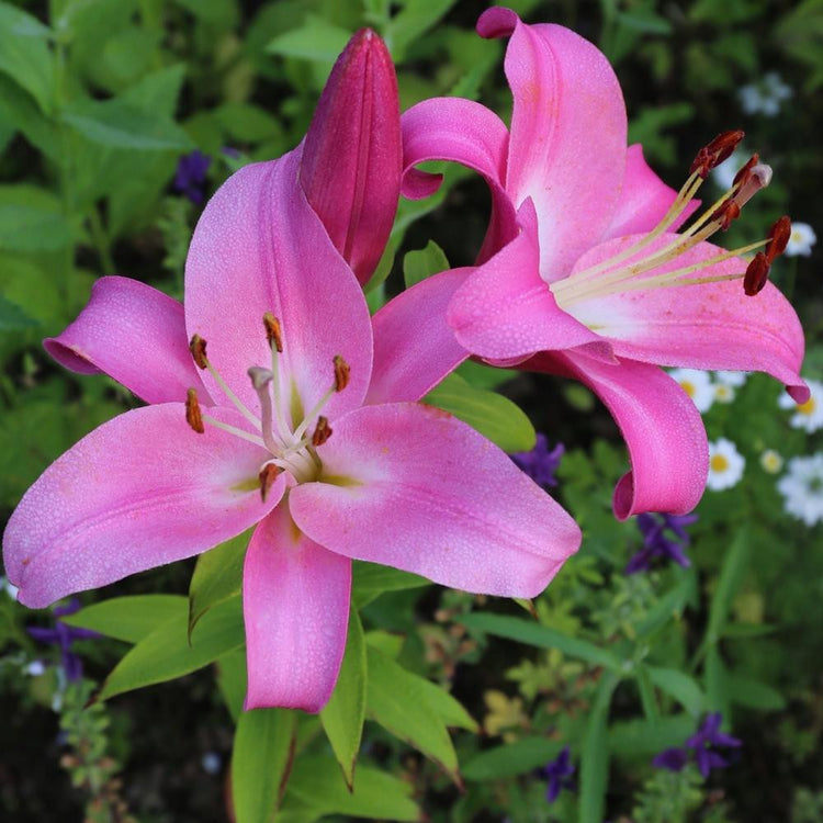 The flamingo-pink flowers of trumpet lily Pink Planet blooming in a summer flower garden.