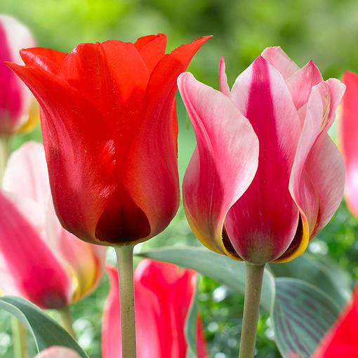 Close up of two early blooming tulips, featuring the brilliant, scarlet variety Red Emperor and the two-tone, red and white variety Mary Ann.