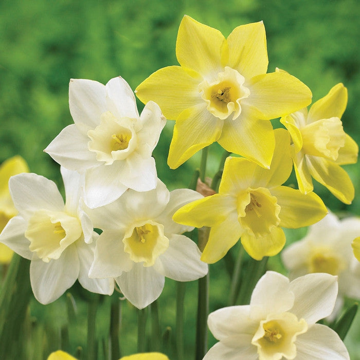Daffodil Jonquilla Pipit & Pueblo