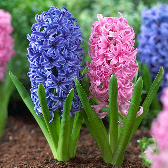 Hyacinth Orientalis Pink Pearl & Blue Jacket - 20 bulbs