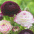 Two burgundy and pink ranunculus flowers, featuring the varieties Tomer Picotee and Tomer Purple.