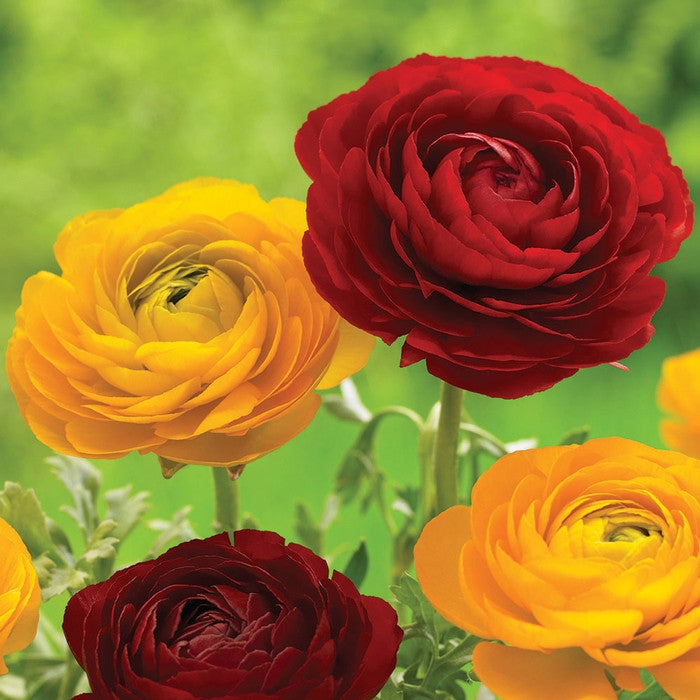 Ranunculus Tomer Red & Yellow (Fall)