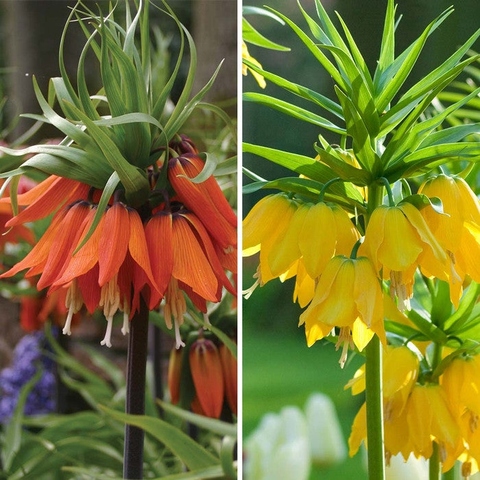 Fritillaria Lutea Maxima & Rubra Maxima