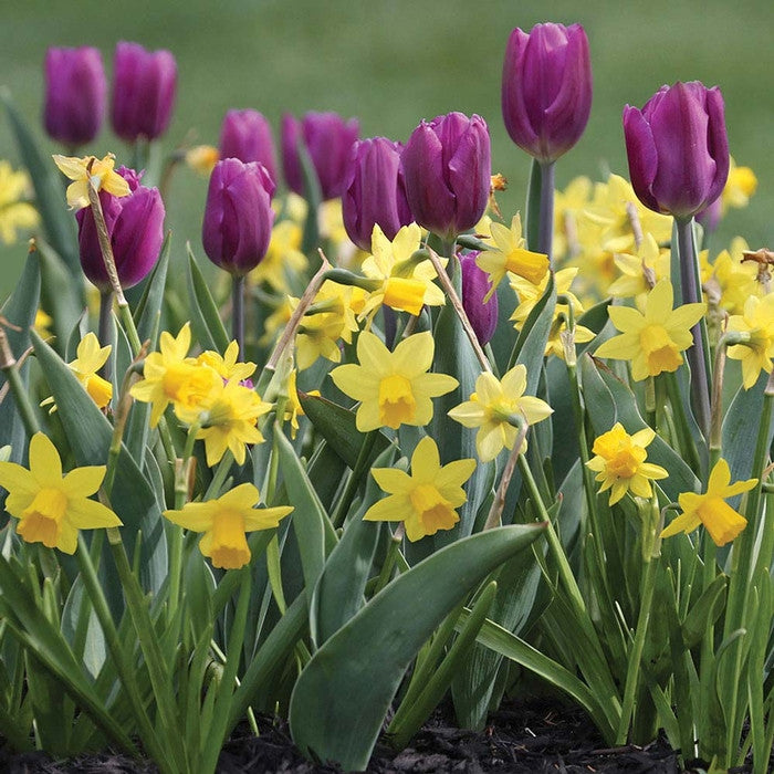 Tulip Purple Flag & Daffodil Tete a Tete