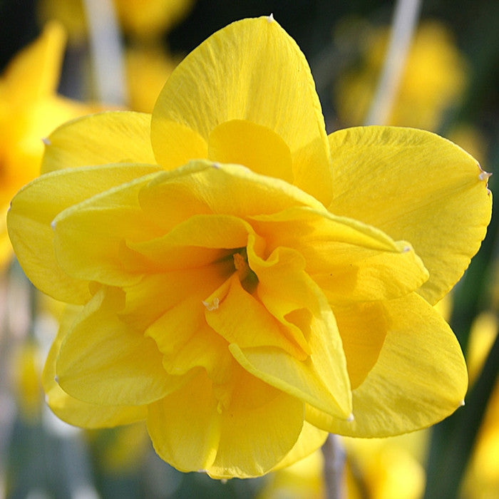 Close up of one blossom of double daffodil Double Smiles, showing this variety's golden yellow petals sandwiching orange ruffles.