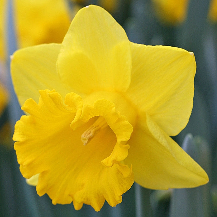 Close up of a single blossom of the trumpet daffodil Yellow River, showing the flower's bright yellow petals and large, deep yellow cup.