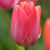 Picture of Tulip Van Eijk