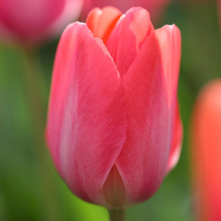 Tulip Darwin Hybrid Van Eijk