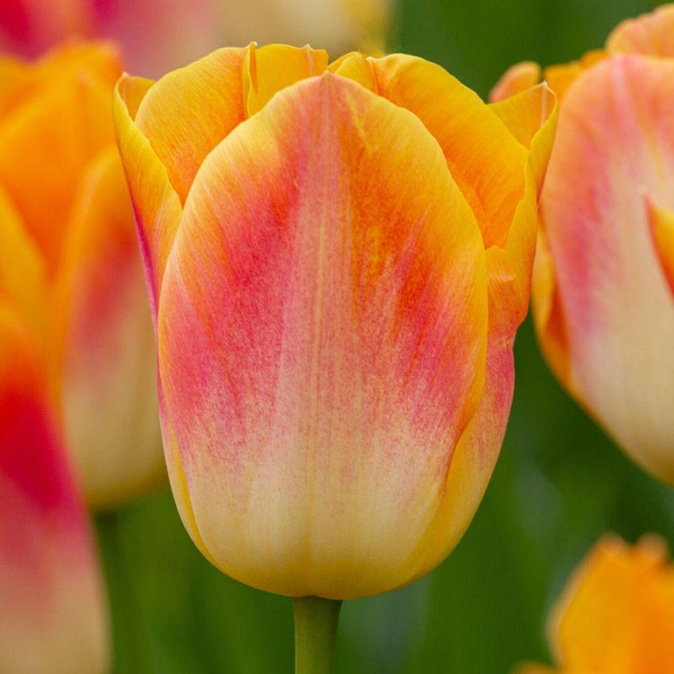 Side view of Triumph tulip Salmon Dynasty, showing this flower's striking petal colors that shade from cream to peach and rose to golden yellow.