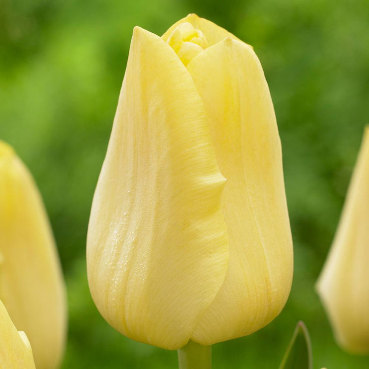 Triumph tulip Yellow King is a classic, bright yellow tulip that blooms midseason and is useful for flower beds and landscaping.
