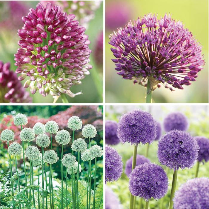 Allium Assorted Collection