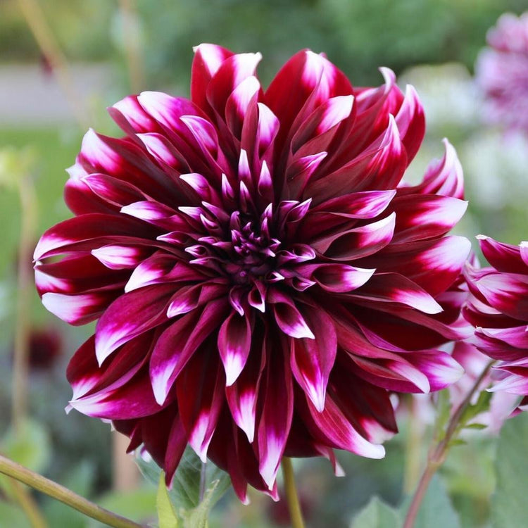 Dahlia Dinnerplate Contraste