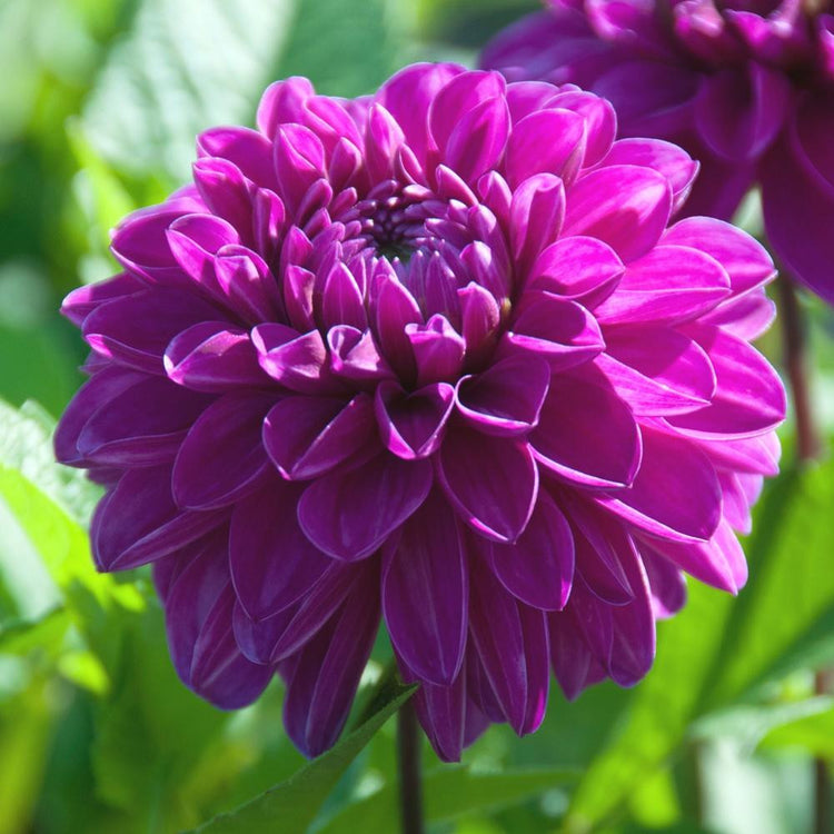 Dahlia Decorative Cartouche
