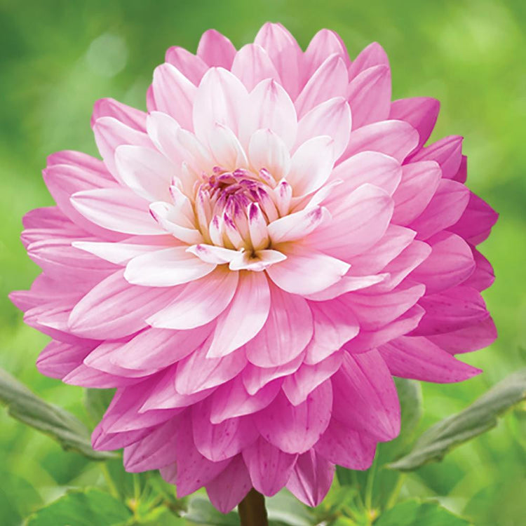 Dahlia Decorative Miracle Princess