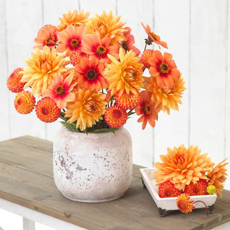 Dahlia Assorted Soft Orange Mix - Bulk Offer