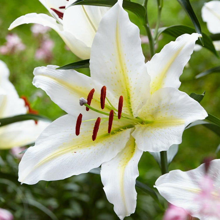 Lily Oriental Bafferari (Spring)