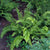 Ferns