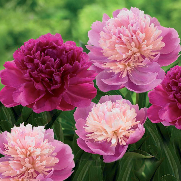 Peony Lactiflora Sorbet & Red Supreme