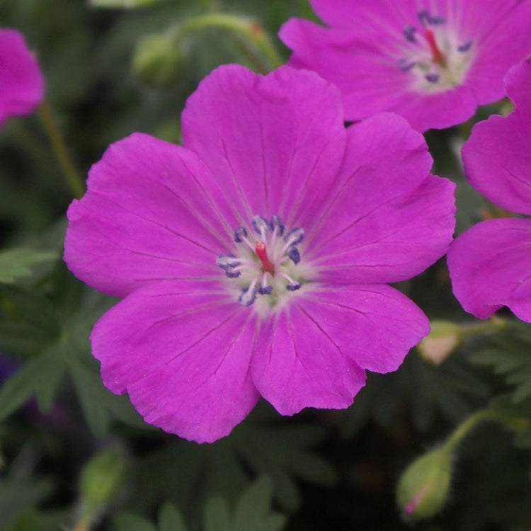 Geranium Sanguineum Max Frei