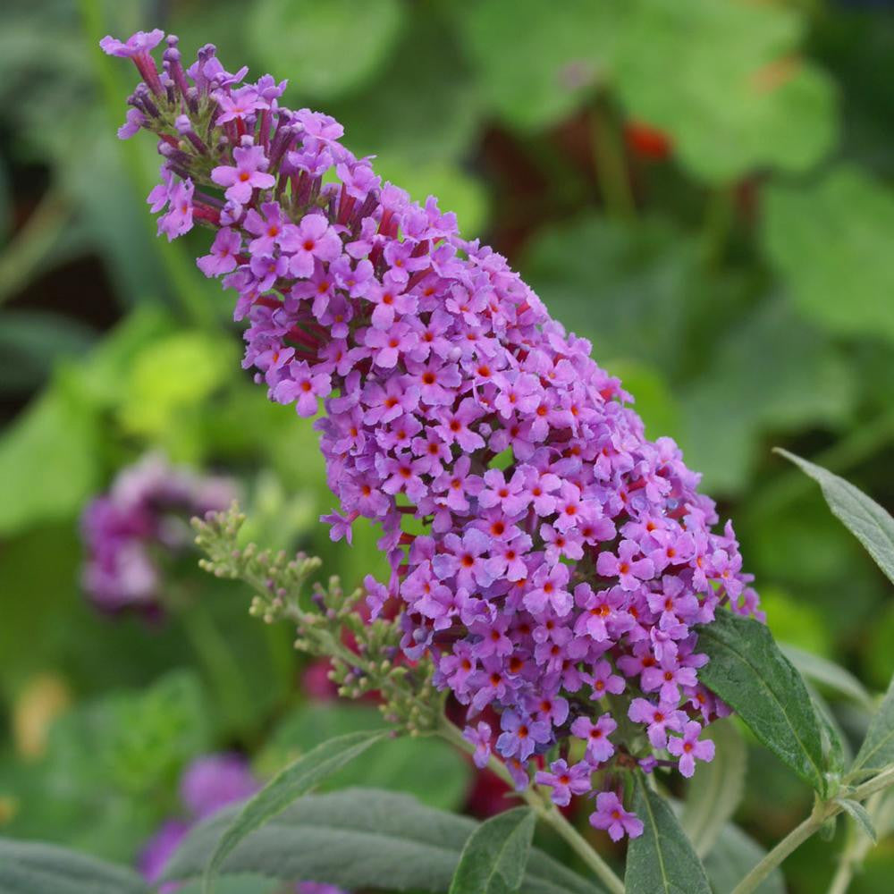 Blue Razz Buddleia Buddleia Buzz Sky Blue - 1 starter plant - Longfield Gardens