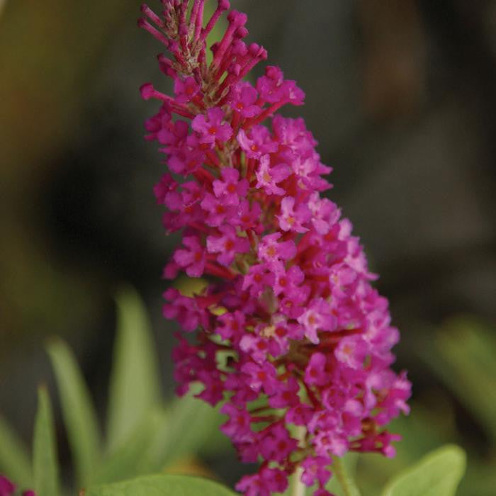 Buddleia Buzz Magenta