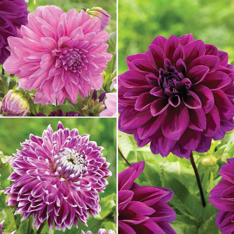 Dahlia Dinnerplate Purple Collection